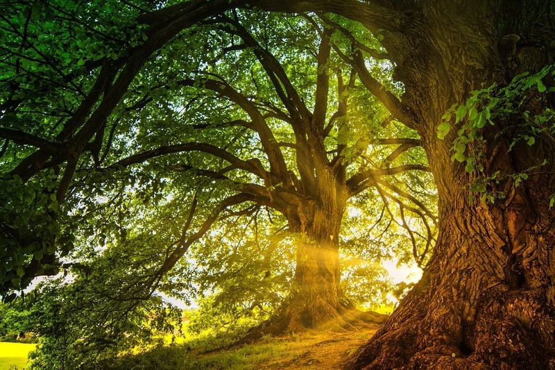 Enchanted Forest Seeds